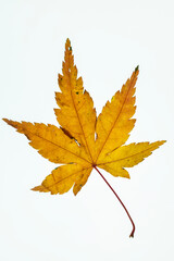 autumn maple leaf