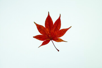red maple leaf
