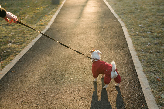 Portrait of cute Jack Russell dog in suit walking in autumn park copy space and empty place for text. Puppy pet is dressed in sweater walks
