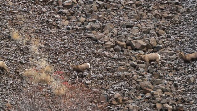 Bighorn Sheep Walking A Rockslide In Oregon