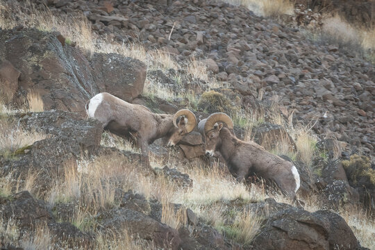 Battling Bighorn Sheep In Oregon