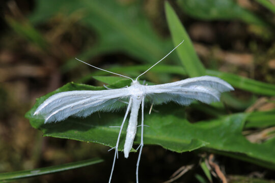 White Plume Moth Insect Macro