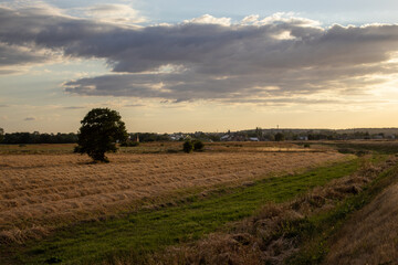 English field with a tree 