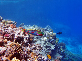 Naklejka na ściany i meble The fivestripe wrasse (Thalassoma quinquevittatum), underwater scene into the Red sea, Egypt
