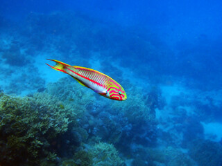 The fivestripe wrasse (Thalassoma quinquevittatum), underwater scene into the Red sea, Egypt