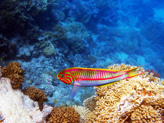 The fivestripe wrasse (Thalassoma quinquevittatum), underwater scene into the Red sea, Egypt