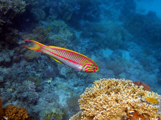 The fivestripe wrasse (Thalassoma quinquevittatum), underwater scene into the Red sea, Egypt