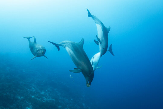 Dolphins playing with seaweed © Tropicalens