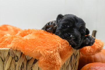 Nowonarodzony szczeniak owczarek niemiski śpiący na pomarańczowej poduszce w koszyku - obrazy, fototapety, plakaty