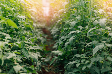 Naklejka premium Tomatoes vegetables grow in industrial greenhouse with sunlight. Natural food of horticulture factory Turkey