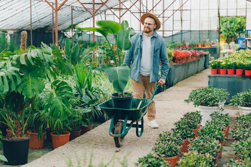 Happy farmer works in plant nursery, transports strelitzia on cart through greenhouse. Man gardener...