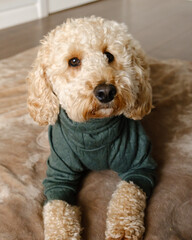 Cockapoo dog posing for photo indoors wearing a winter jumper