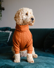 Cockapoo dog posing for photo indoors wearing a winter jumper © David Fitzell