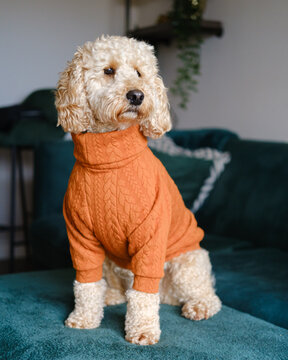 Cockapoo dog posing for photo indoors wearing a winter jumper