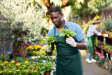 Hardworking african american gardener working in the flower hothouse inspects calendula in pots