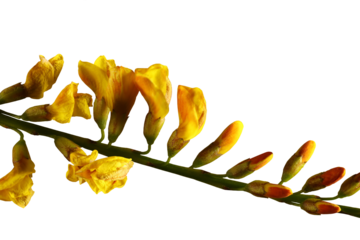 Isolated Australian Native Broom (Viminaria juncea) flowers on stem