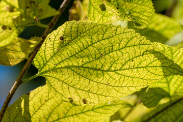 American Basswood Tree Leaves In September