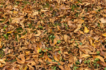 Autumn foliage on trees in Europe