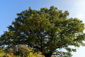 Changes in oak foliage in early autumn