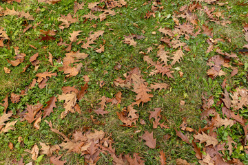 Fallen oak foliage in the autumn season
