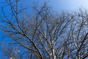 Yellowing birch foliage in October