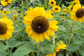 Bee at center of sunflower in the garden