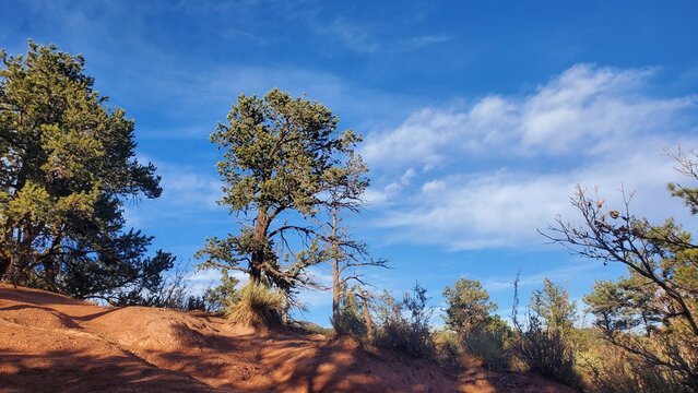 Pine tree against a blue sky on rocky hillside