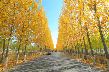 Country roads, in the fall