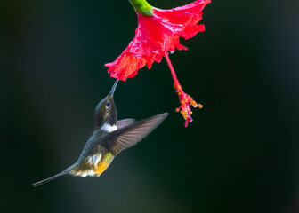 Purple-throated Woodstar, Calliphlox mitchellii
