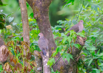 Obraz premium White-tipped Dove, Leptotila verreauxi