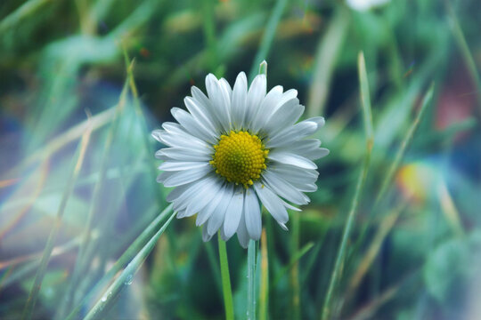 Daisy flower. Oxeye daisy, Leucanthemum vulgare, Daisies, Dox-eye, Common daisy. Gardening concept