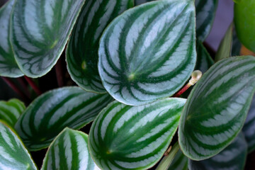 Watermelon peperomia, northern South America. It is a plant with oval green leaves and strikingly...