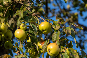 Ripe apples hanging on a tree in the orchard
