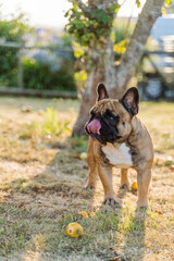 Fototapeta premium Bouledogue babine