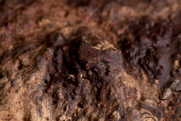 Pieces of chocolate with added cocoa and sugar