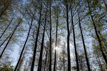Trees with foliage falling in autumn