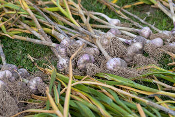 Harvested garlic on the grass while drying in the sun