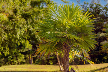 Palmier Evnetail Livistona tropical 