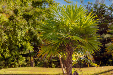 Obraz premium Palmier Evnetail Livistona tropical 