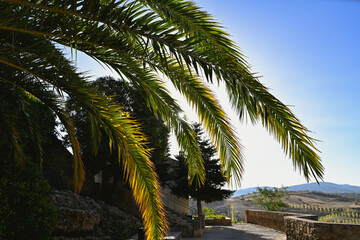 Palm Trees, Palm Leaves