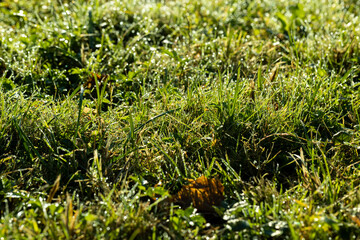Green grass covered with water drops in the autumn season
