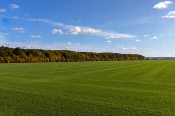 A farmer's field where wheat is grown to harvest grain