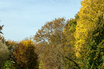 Fototapeta premium Trees with foliage falling in autumn