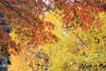 モミジとイチョウの紅葉