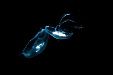 神秘な世界のミズクラゲ