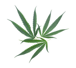 cannabis leaf isolated  transparene png