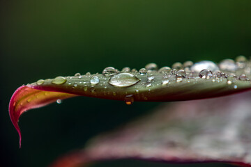 Goutte d'eau sur feuille de plante