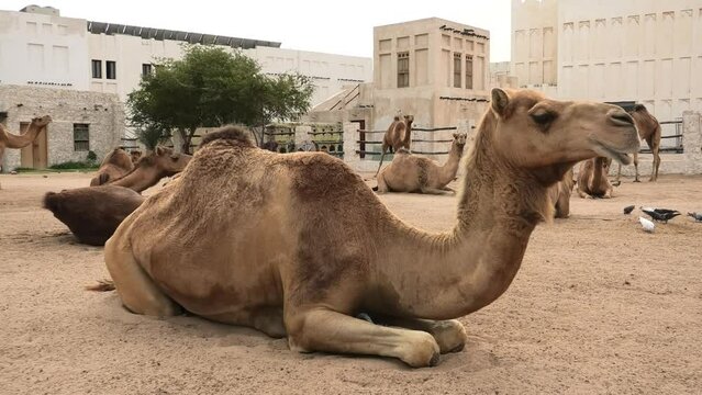 A dromedary camel from Arabia was taking a break in its shelter. This species is scientifically known as Camelus dromedarius.