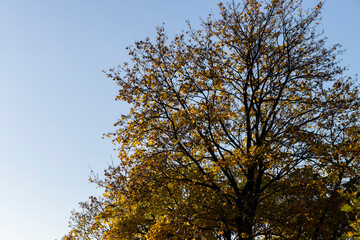 Autumn colorful foliage of maples during leaf fall