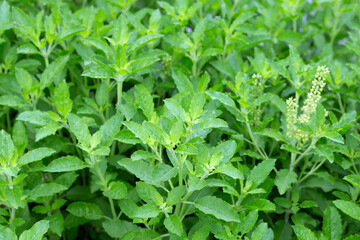 Holy basil plant in the garden
